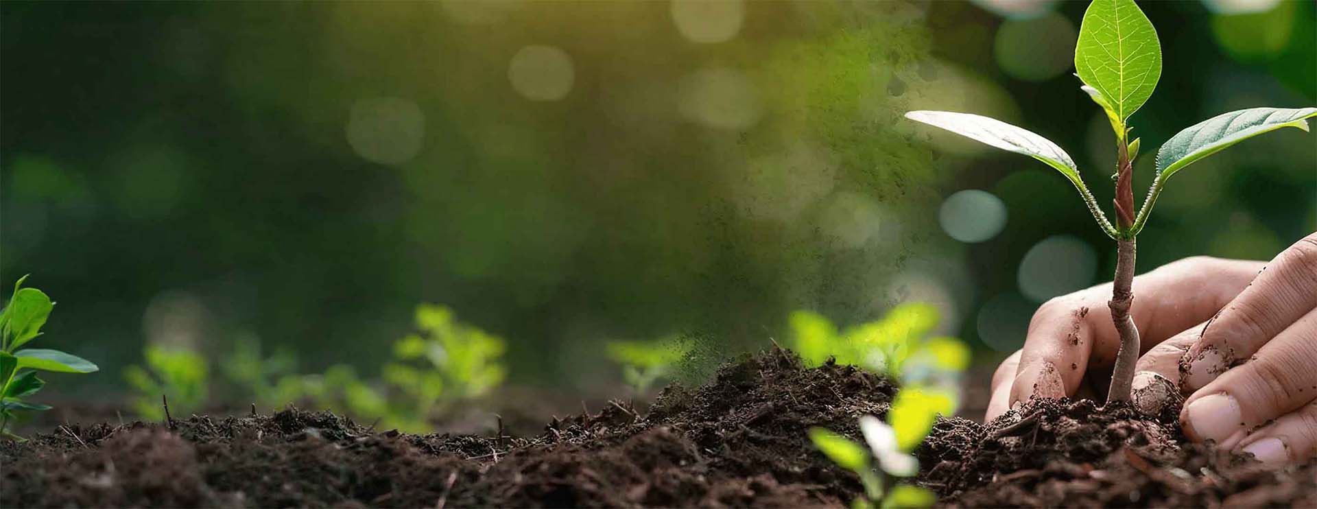 A PRODUCTION PROCESS THAT MINIMISES OUR CARBON FOOTPRINT